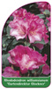 Rhododendron williamsianum 'Gartendirektor Glockner'