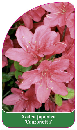 Azalea japonica 'Canzonetta'