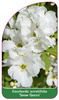 Exochorda serratifolia 'Snow Queen'