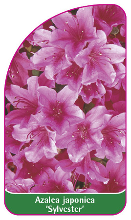 Azalea japonica 'Sylvester'