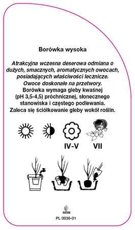 Vaccinium corymbosum "Duke