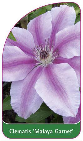 Clematis 'Malaya Garnet'