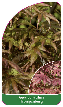 Acer palmatum 'Trompenburg