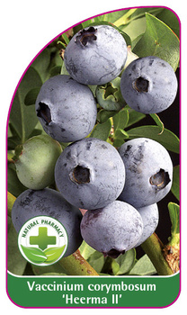 Vaccinium corymbosum 'Heerma II'