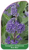 Caryopteris clandonensis 'Kew Blue'