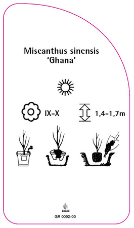 Pennisetum alopecuroides 'Ghana'