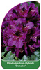 Rhododendron-Hybride 'Donator'