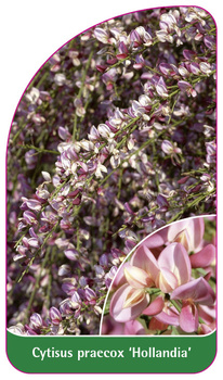 Cytisus praecox 'Hollandia'