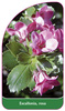 Escallonia, rosa