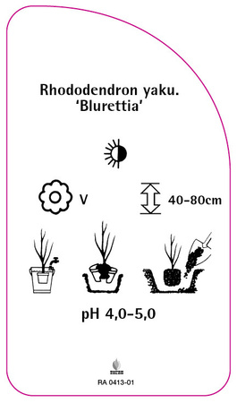 Rhododendron yaku. 'Blurettia'
