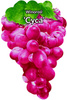 Winorośl Cyca