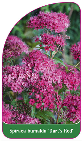 Spiraea bumalda 'Dart's Red'