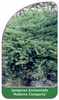 Juniperus horizontalis 'Andorra Compacta'