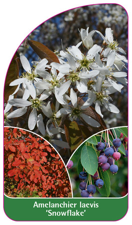 Amelanchier laevis 'Snowflake'