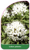Ledum palustre