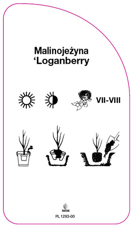 Malinojezyna 'Loganberry'