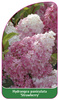 Hydrangea paniculata 'Strawberry'