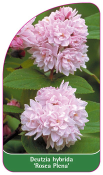Deutzia hybrida 'Rosea Plena'