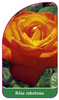Sleva růže č. 107 B