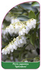 Pieris japonica 'Splendens'