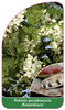 Robinia pseudoacacia ,Rozynskiana'