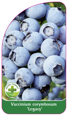 Vaccinium corymbosum 'Legacy'