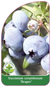 Vaccinium corymbosum 'Draper'
