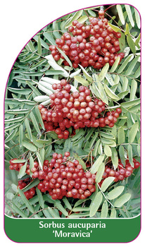 Sorbus aucuparia 'Moravica'