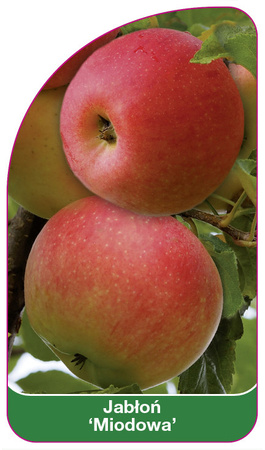 Jablon 'Miodowa'