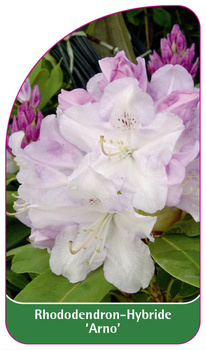 Rhododendron-Hybride 'Arno'
