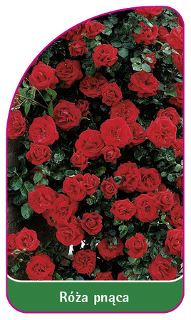 Róza pnąca Nr. 324 A