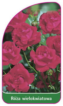 Róza wielokwiatowa Nr. 257 B
