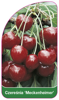 Czereśnia 'Meckenheimer'
