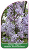 Syringa vulgaris 'Madame Antoine Buchner'