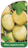 Arbore de prun alb