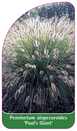 Pennisetum alopecuroides 'Paul's Giant'