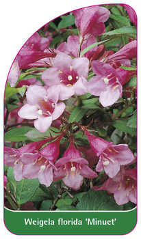 Weigela florida 'Minuet'