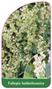 Fallopia baldschuanica