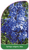 Syringa vulgaris, blau