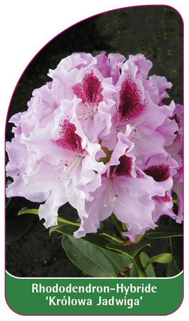 Rhododendron-Hybride 'Królowa Jadwiga'