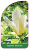 Magnolia 'Elisabeth'