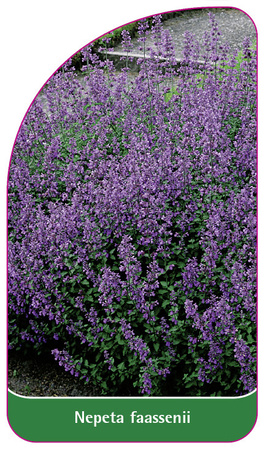 Nepeta faassenii