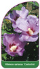 Hybiscus syriacus 'Coelestris'