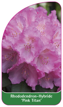 Rhododendron-Hybride 'Pink Titan'