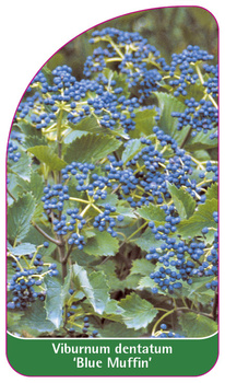 Viburnum dentatum 'Blue Muffin'