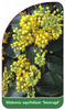 Mahonia aquifolium 'Smaragd'