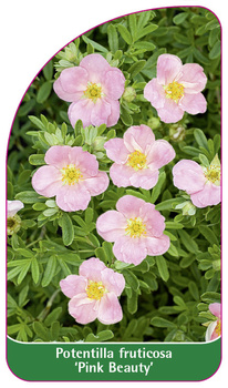 Potentilla fruticosa 'Pink Beauty'