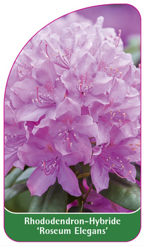 Rhododendron-Hybride 'Roseum Elegans'