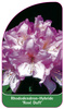 Rhododendron-Hybride 'Rosé Duft'