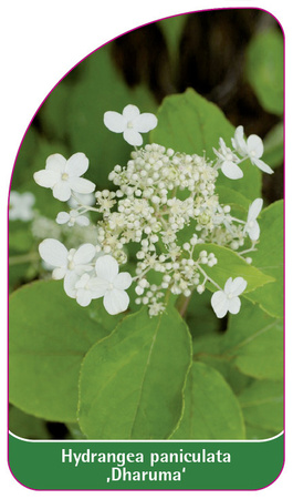 Hydrangea paniculata 'Dharuma'